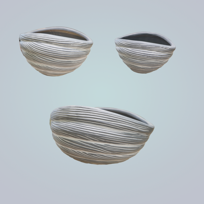 Trois coquillages aux formes ovales avec des stries, sur fond clair.